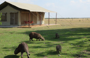 Wildlife at Corocora Camp - Los Llanos