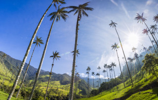 The Cocora Valley in the Colombian Coffee Region
