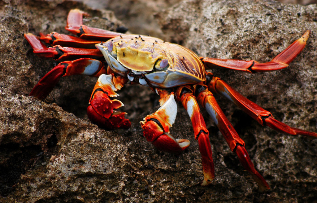 Sally Lightfoot Crab in the Galapagos