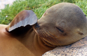 Galapagos Sea Lion, luxury Galapagos, tailor made Galapagos