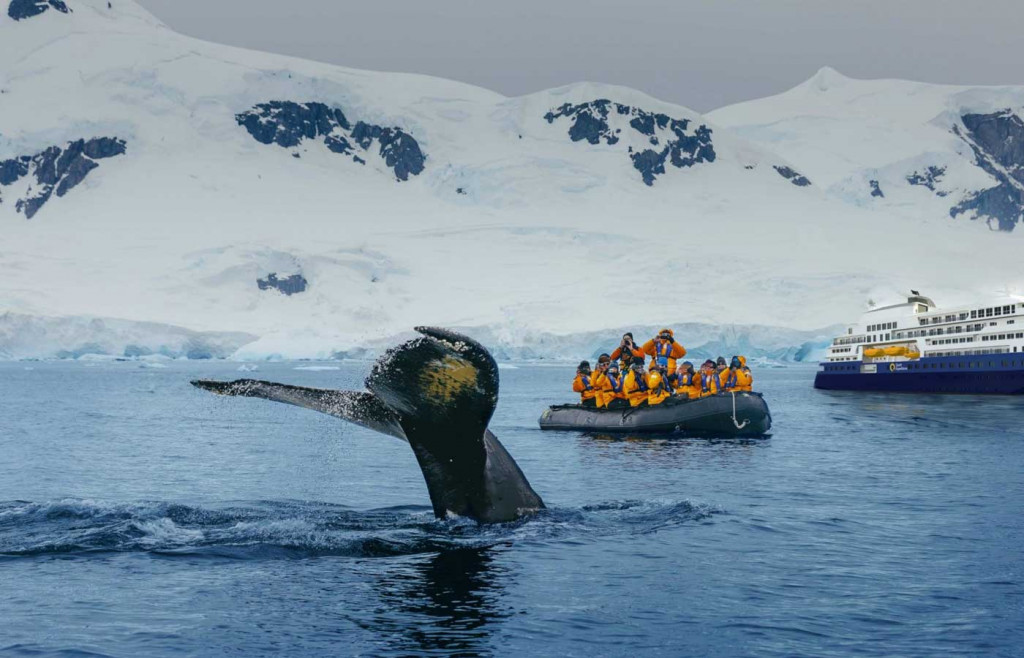 Quark-Ultramarine-Whale in Antarctica