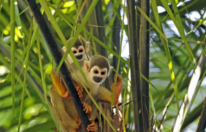 Wildlife in the AMazon, Ecuador