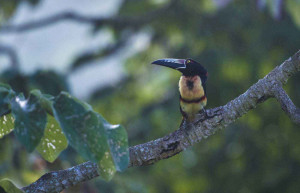 Toucan Belize, Luxury Belize, Belize holidays, luxury holidays to Belize, tailor-made Belize holidays