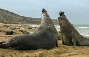 Elephant Seals, Estancia Rincon Chico, Valdes Peninsula, Argentina