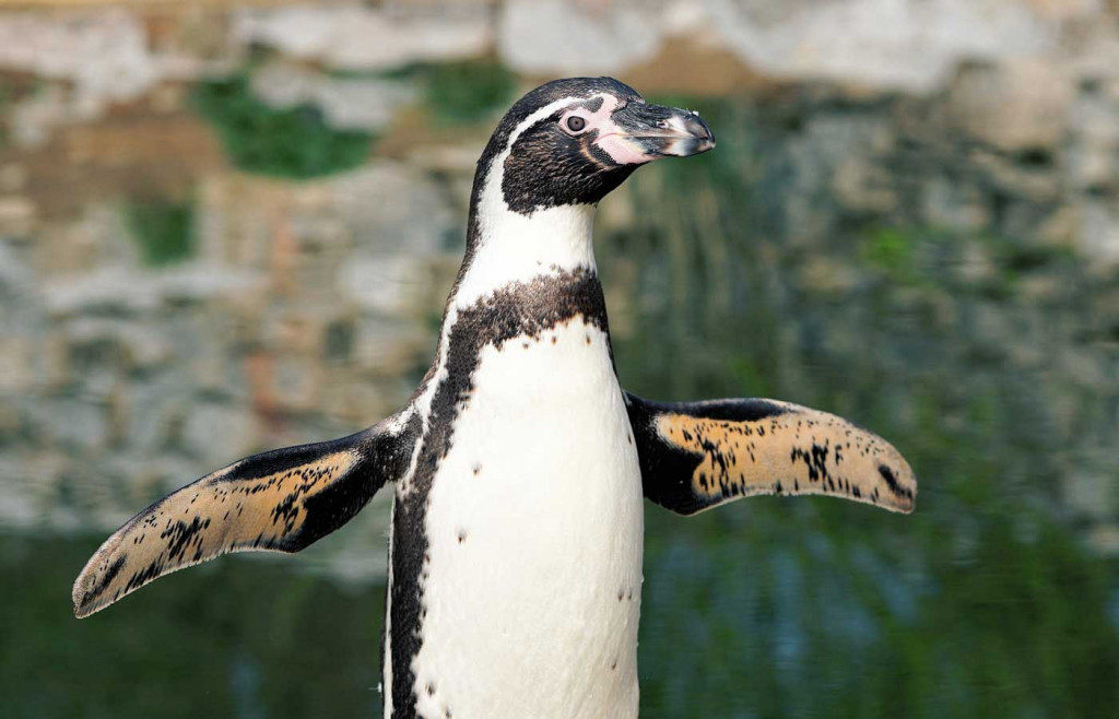 A Humboldt Penguin