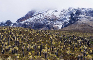 Los Nevados National Park, Colombia