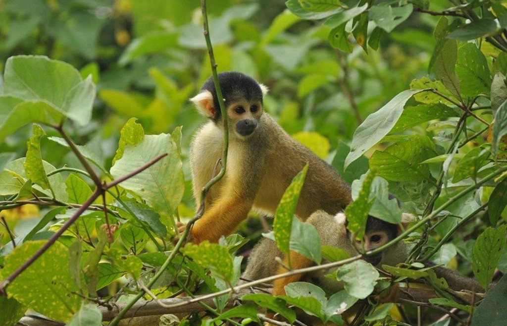 Squirrel Monkey in Bolivia