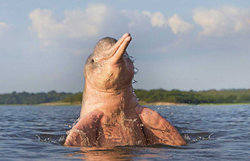 Pink Dolphin, Colombian Amazon, Colombia