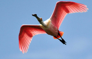 Flamingo at Delta do Parnaiba, Brazil