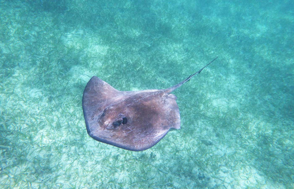 Snorkelling in the Hol Chan Marine Reserve