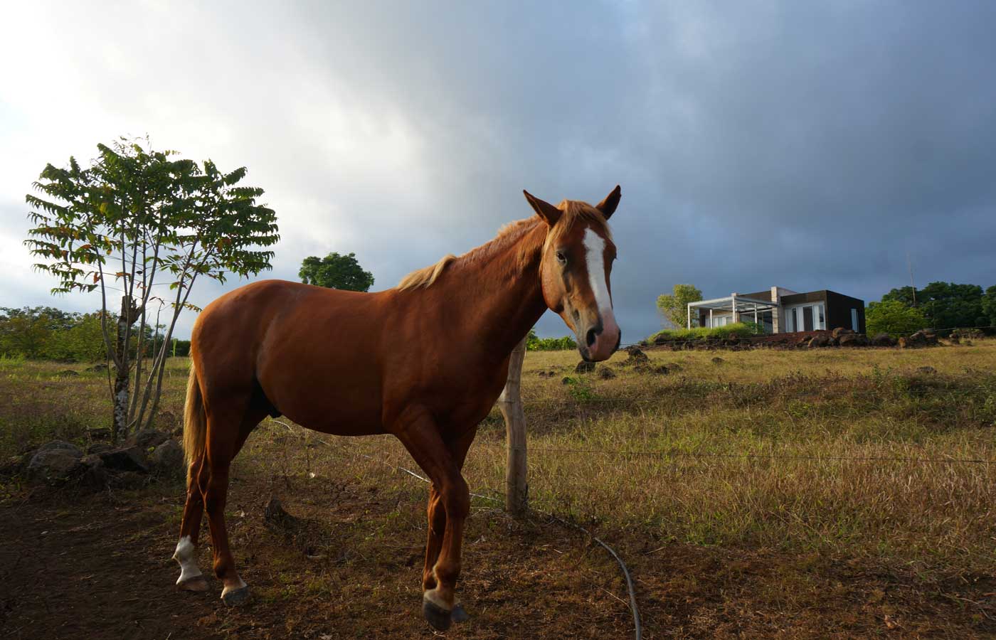 Horse riding is available at Montemar Eco-Luxury Villas