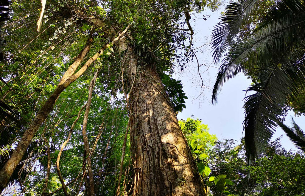 Jaguar Reserve in southern Belize