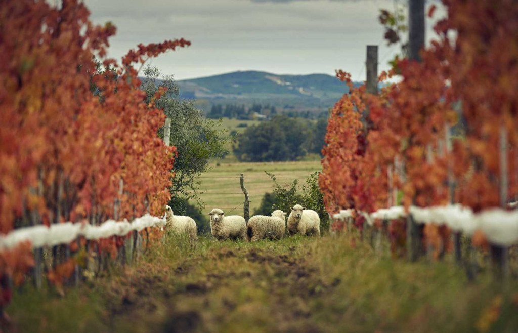 Bodega Garzon, Uruguay