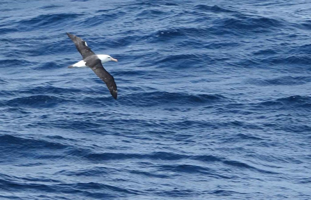 Black browed albatross, Antarctica