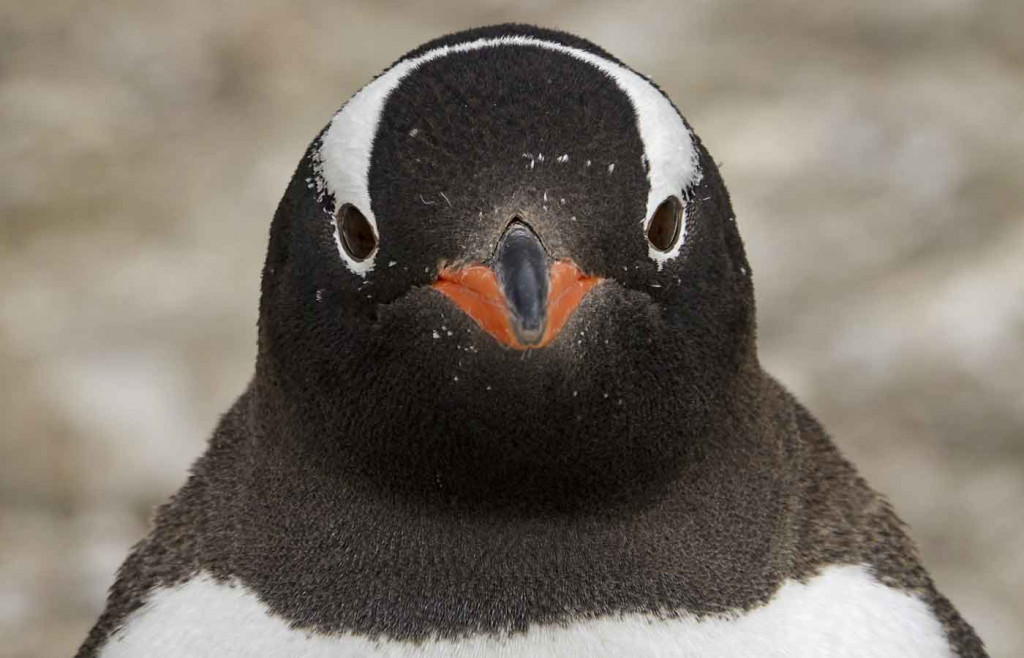 Gentoo penguin, Brown Bluff, Antarctica