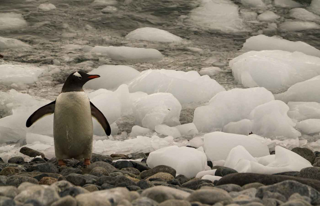Gentoo Penguin, Cuverville Island, Antarctica