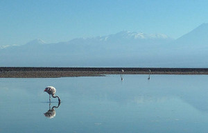 Pink Flamingo at the Chaxa Lagoon, northern Chile