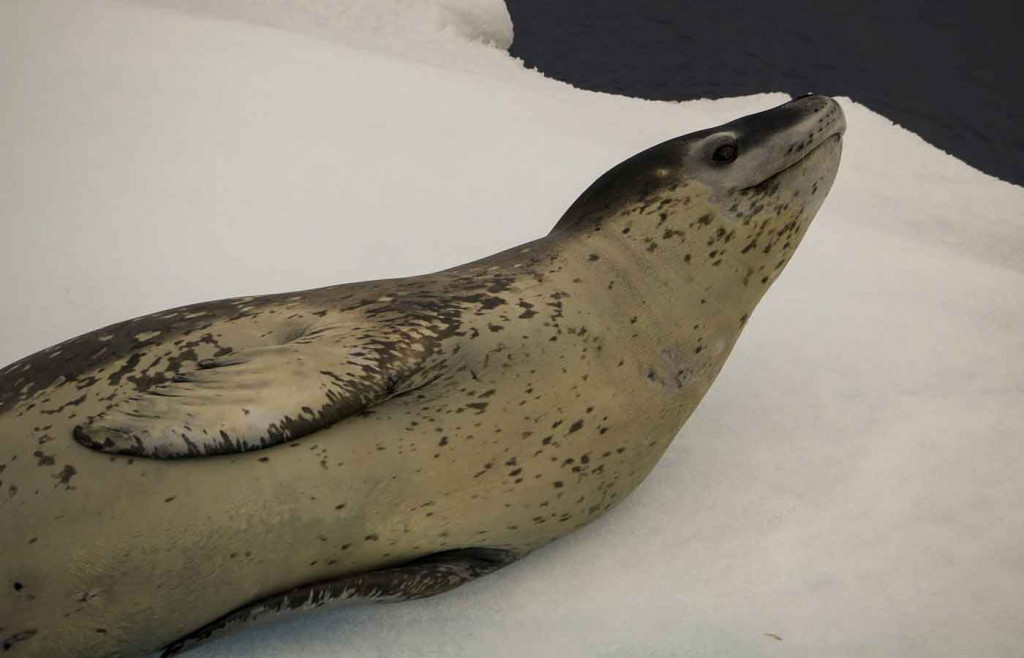 Leopard Seal on iceberg, Gerlache Strait, Antarctica