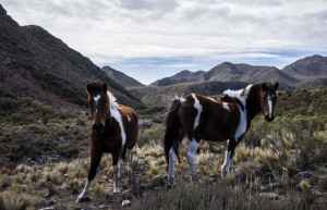 Horses at Casa de Uco, Argentina - wine region
