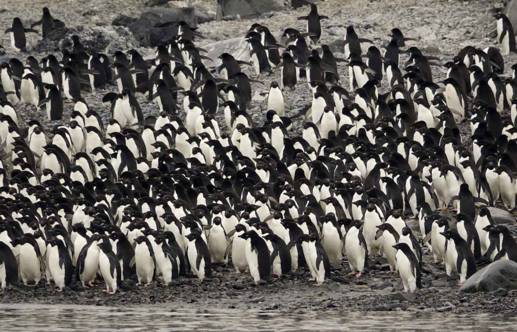 Adelie Penguin Colony, Hope Bay, Antarctica