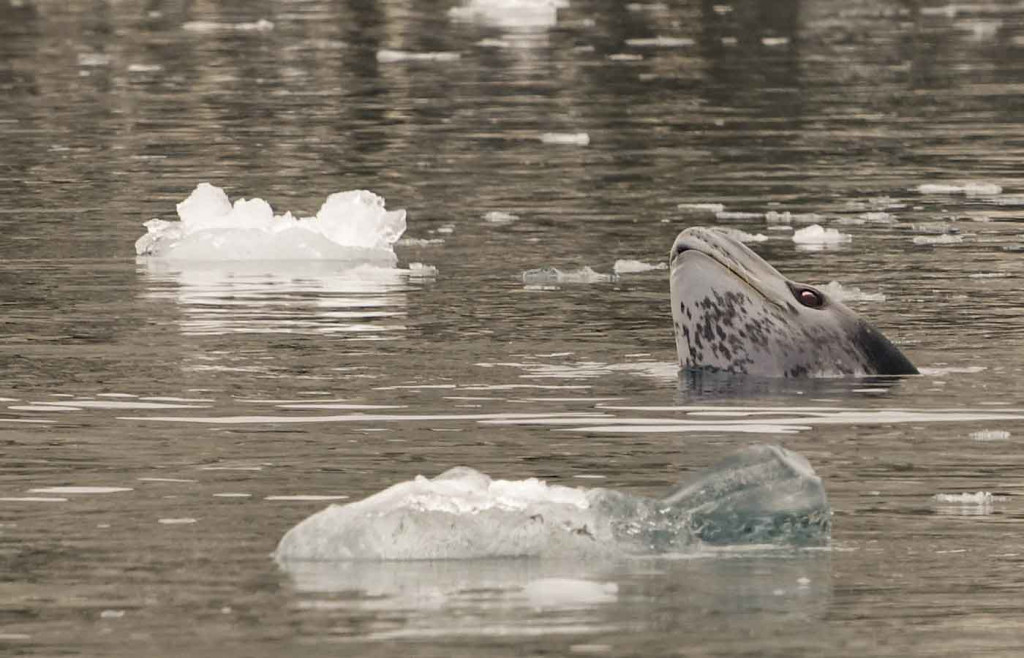 Leopard Seal, Hope Bay, Antarctica