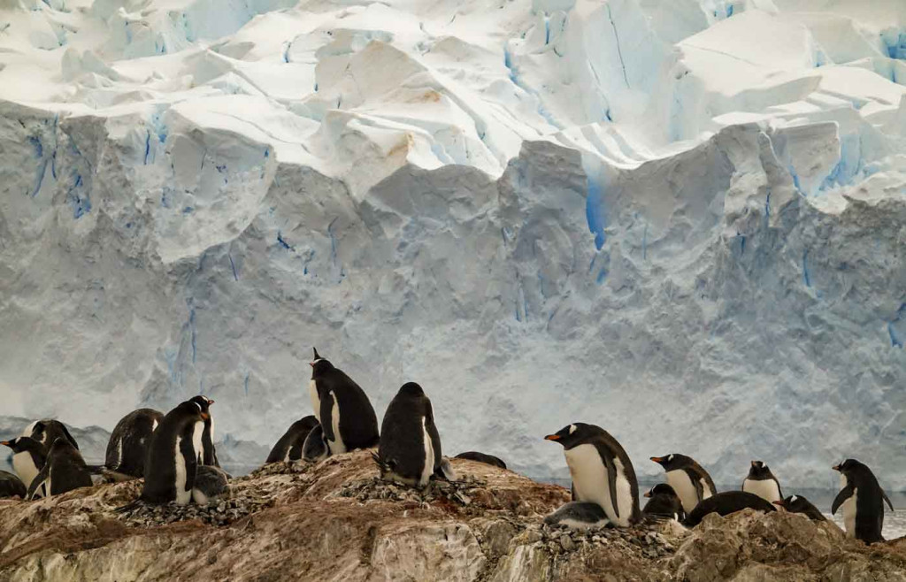 Gentoo Penguins, Neko Harbour, Antarctica