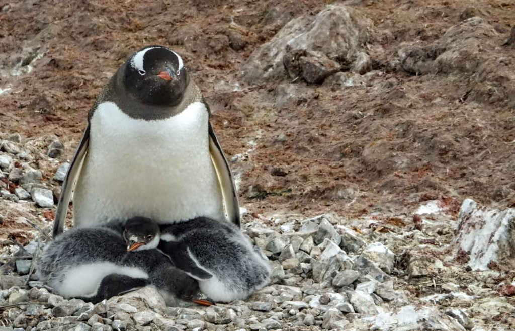 Gentoo Penguins, Neko Harbour, Antarctica