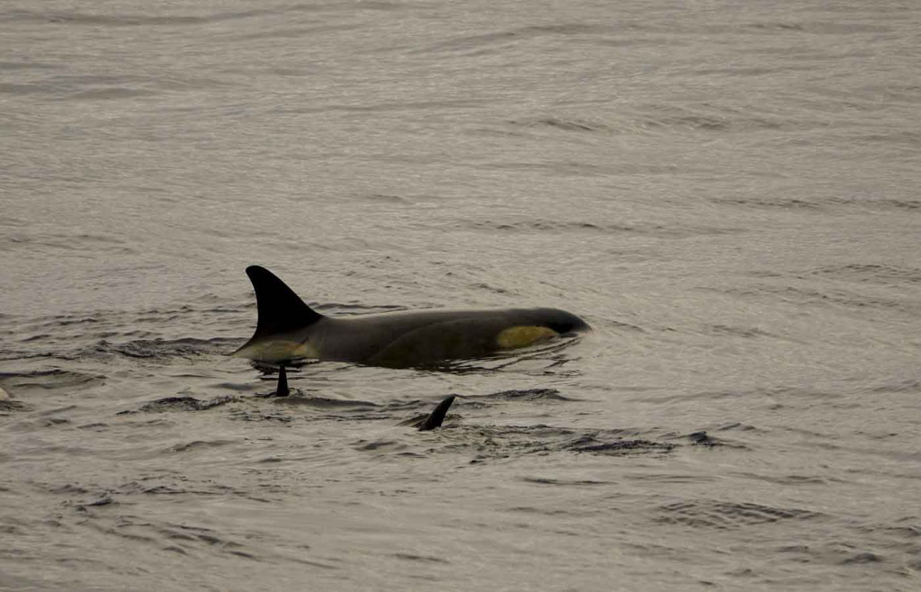 Orcas, Killer Whales, Paradise Bay, Antarctica