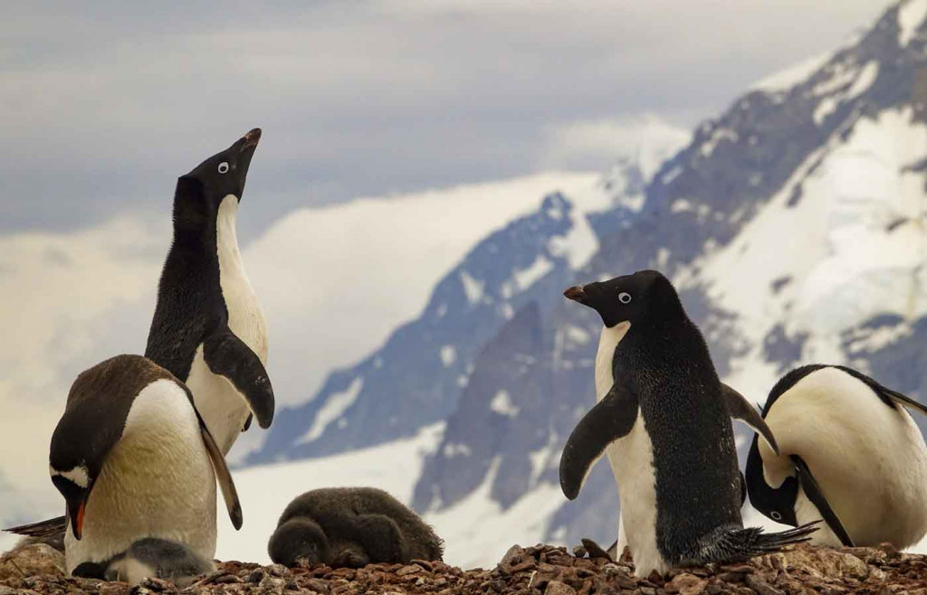 Adelie Penguins, Petermann Island, Antarctica