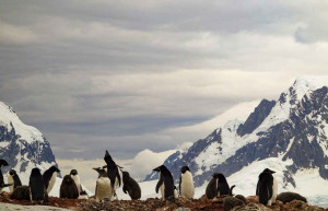 Adelie Penguins, Petermann Island, Antarctica