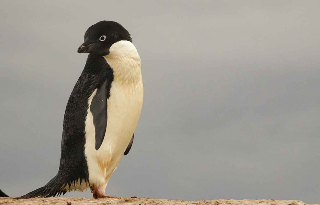 Adelie Penguin, Petermann Island, Antarctica