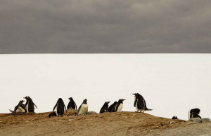 Gentoo Penguins, Petermann Island, Antarctica