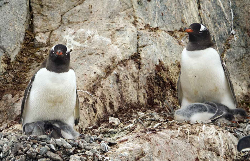 Gentoo Penguins, Petermann Island, Antarctica