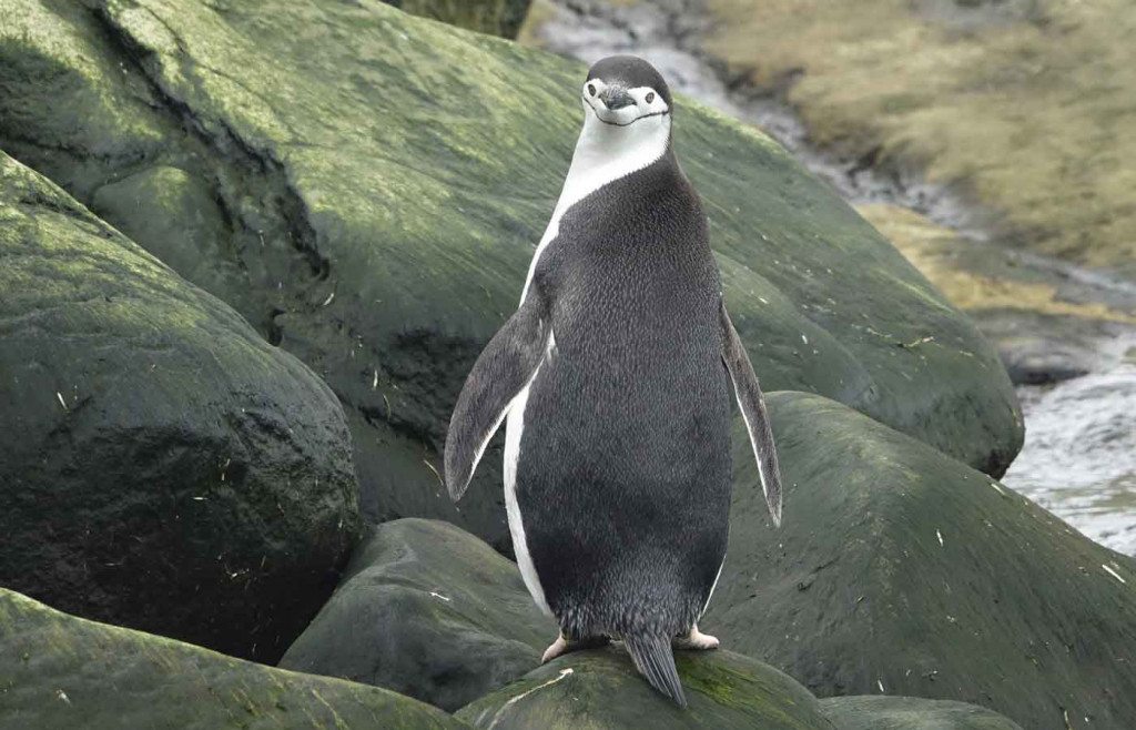 Chinstrap Penguin, Petermann Island, Antarctica
