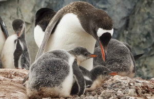 Gentoo Penguins, Petermann Island, Antarctica