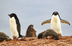 Adelie Penguins, Petermann Island, Antarctica