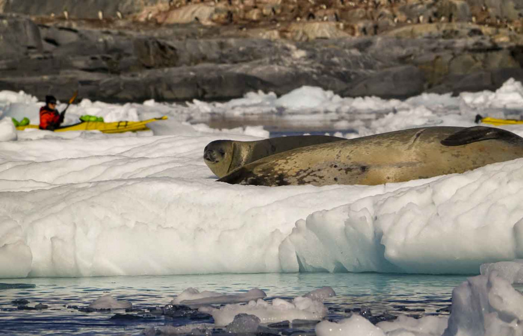 Crabeater Seal, Port Charcot, Antarctica
