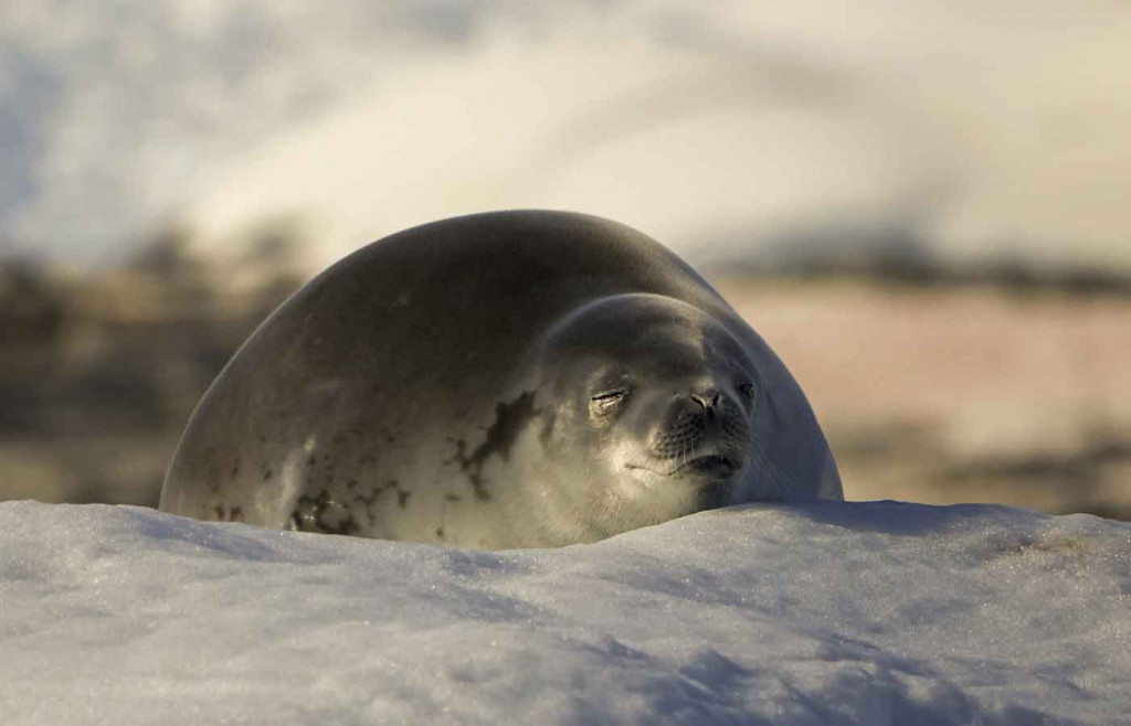 Crabeater Seal, Port Charcot, Antarctica