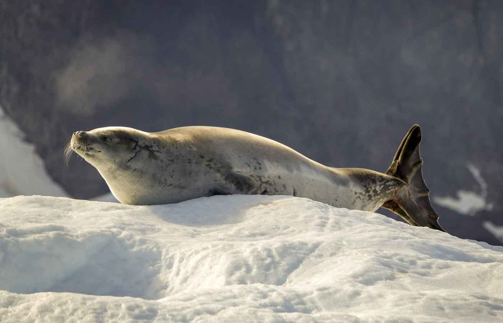 Crabeater Seal, Port Charcot, Antarctica