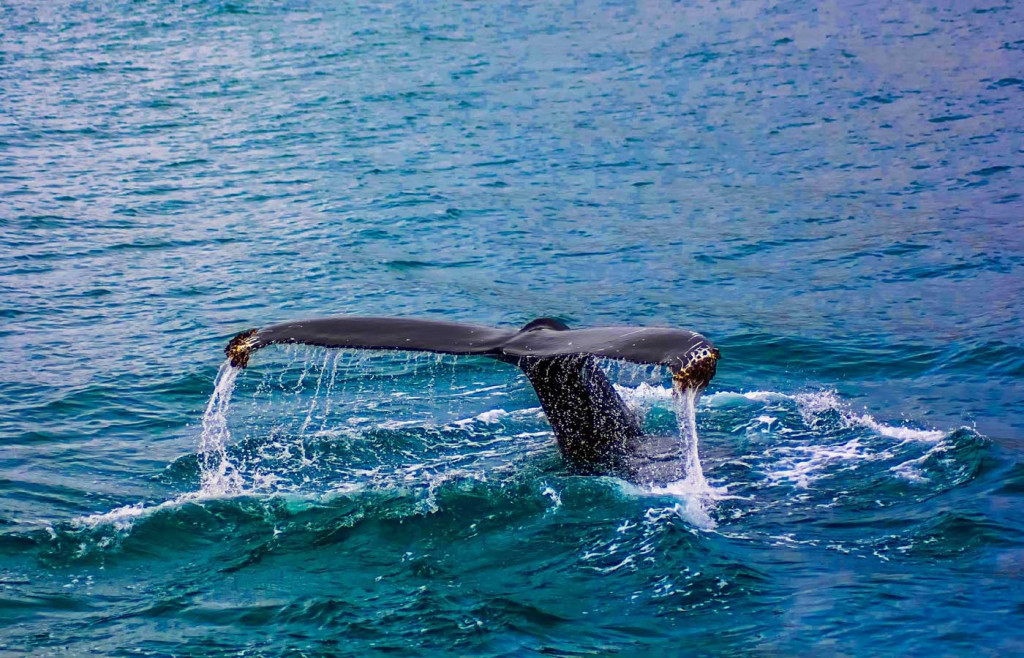 Whale watching in southern Brazil