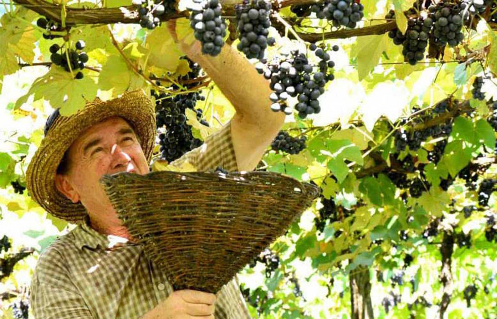 Wine making in southern Brazil