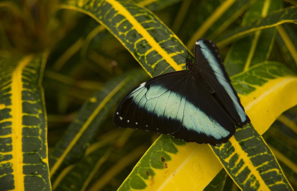 Blue Morpho butterfly, Morpho richardius, Amazon lowland rainforest, Ecuador