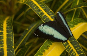 Blue Morpho butterfly, Morpho richardius, Amazon lowland rainforest, Ecuador