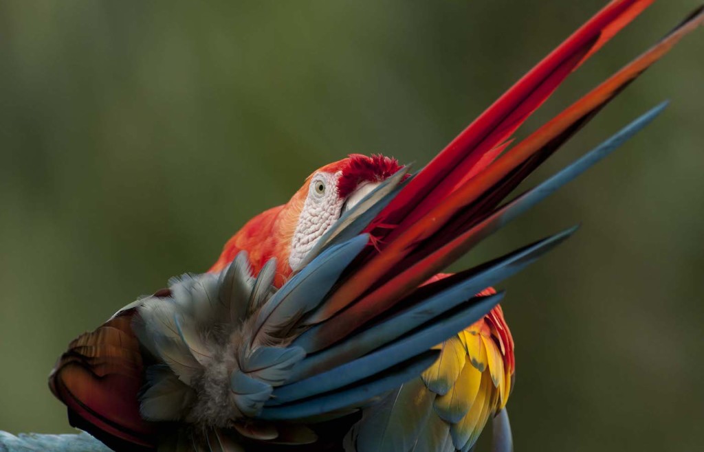 Scarlet Macaw, Ara macao, preening, Amazon lowland rainforest, Ecuador