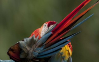 Scarlet Macaw, Ara macao, preening, Amazon lowland rainforest, Ecuador