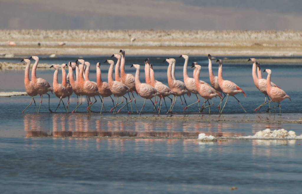 Flamingos in the Atacama Desert - Tierra excursions