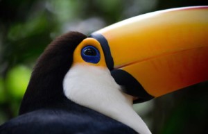 Parque das Aves - Brazilian side of Iguassu Falls