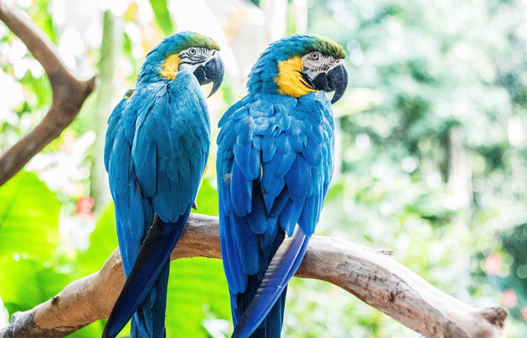 Bird Park at Iguassu Falls - Brazilian holidays