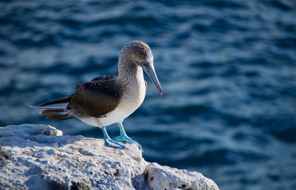 Blue Footed Booby - Galapagos Conservation Trust and Humboldt