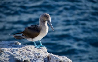 Blue Footed Booby - Galapagos Conservation Trust and Humboldt